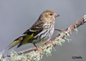 Carduelis spinus